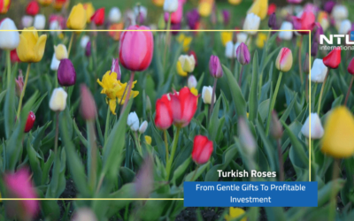 الورود التركية ، من هدايا رقيقة إلى استثمار رابح