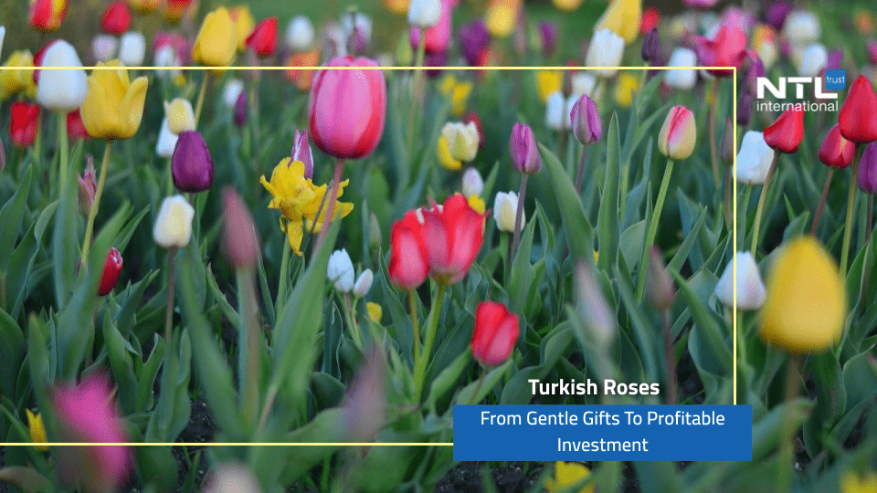 Turkish roses, from gentle gifts to profitable investment