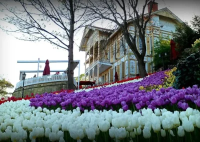 Turkiye Flowers1